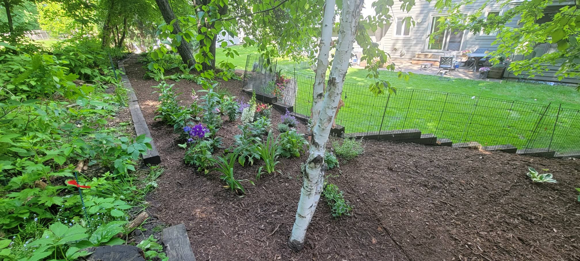 garden yard with plants